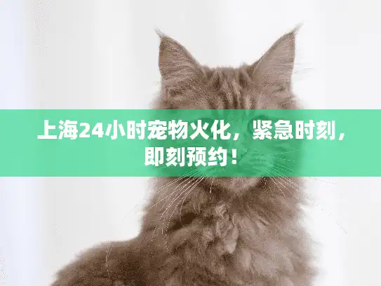 上海24小时宠物火化，紧急时刻，即刻预约！