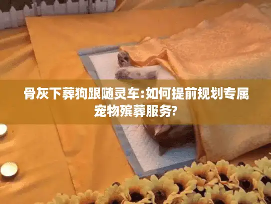 骨灰下葬狗跟随灵车:如何提前规划专属宠物殡葬服务?