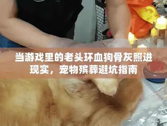 当游戏里的老头环血狗骨灰照进现实，宠物殡葬避坑指南