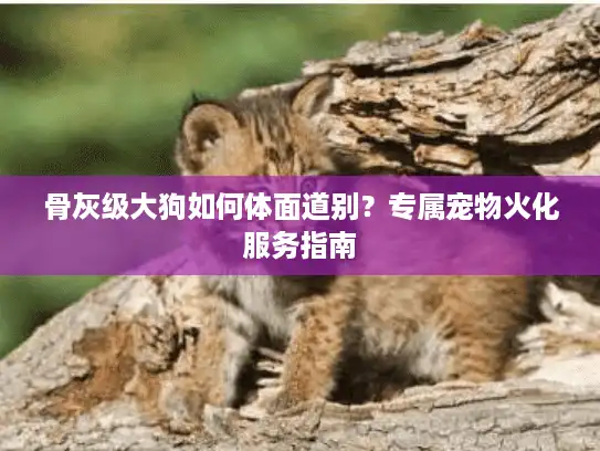 骨灰级大狗如何体面道别？专属宠物火化服务指南