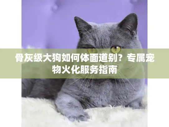 骨灰级大狗如何体面道别？专属宠物火化服务指南
