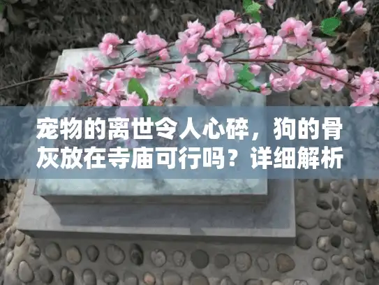 宠物的离世令人心碎，狗的骨灰放在寺庙可行吗？详细解析服务方案