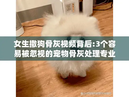 女生撒狗骨灰视频背后:3个容易被忽视的宠物骨灰处理专业建议