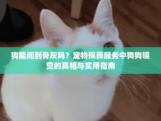 狗能闻到骨灰吗？宠物殡葬服务中狗狗嗅觉的真相与实用指南