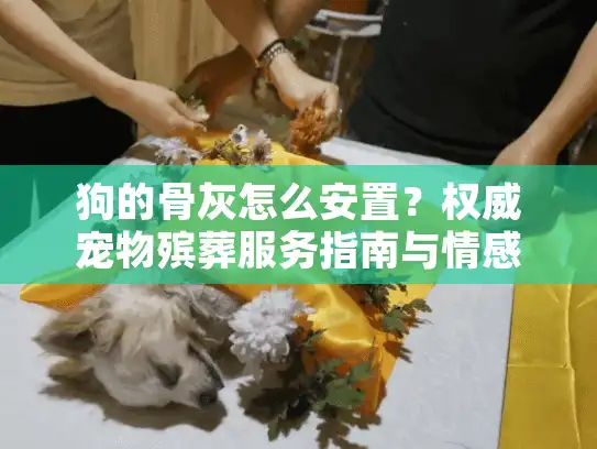 狗的骨灰怎么安置？权威宠物殡葬服务指南与情感疗愈方案