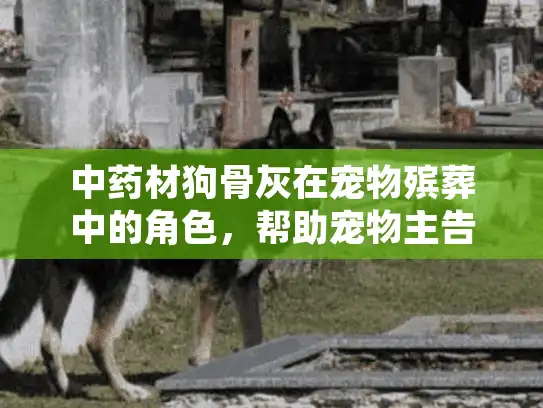 中药材狗骨灰在宠物殡葬中的角色，帮助宠物主告别爱宠的智慧选择