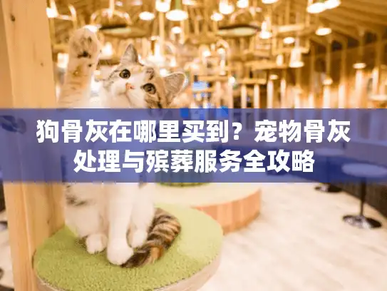 狗骨灰在哪里买到？宠物骨灰处理与殡葬服务全攻略
