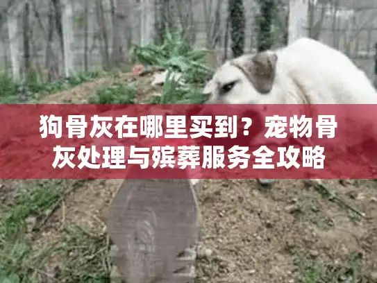 狗骨灰在哪里买到？宠物骨灰处理与殡葬服务全攻略