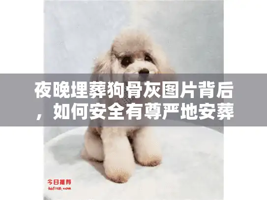 夜晚埋葬狗骨灰图片背后，如何安全有尊严地安葬宠物？
