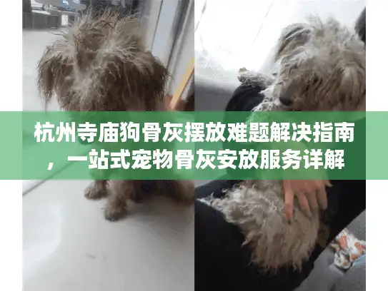 杭州寺庙狗骨灰摆放难题解决指南，一站式宠物骨灰安放服务详解
