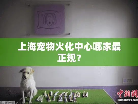 上海宠物火化中心哪家最正规？