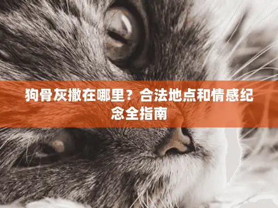 狗骨灰撒在哪里？合法地点和情感纪念全指南