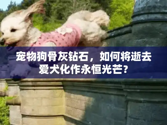 宠物狗骨灰钻石，如何将逝去爱犬化作永恒光芒？