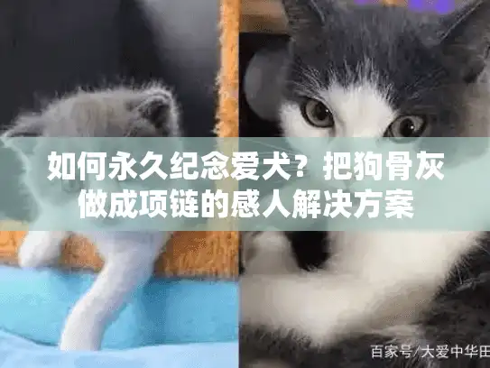 如何永久纪念爱犬？把狗骨灰做成项链的感人解决方案