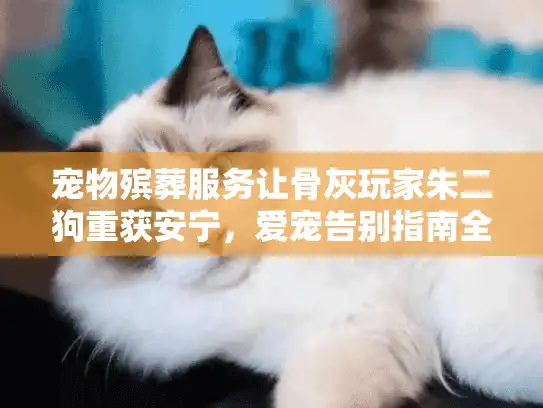 宠物殡葬服务让骨灰玩家朱二狗重获安宁，爱宠告别指南全解析