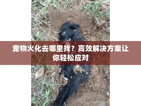 宠物火化去哪里找？高效解决方案让你轻松应对