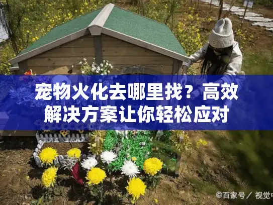 宠物火化去哪里找？高效解决方案让你轻松应对