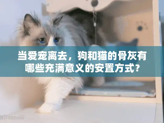 当爱宠离去，狗和猫的骨灰有哪些充满意义的安置方式？