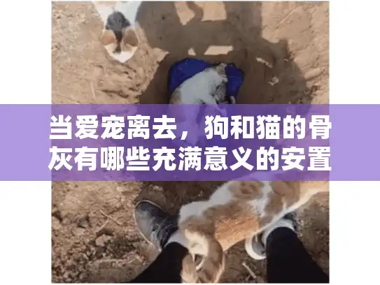 当爱宠离去，狗和猫的骨灰有哪些充满意义的安置方式？