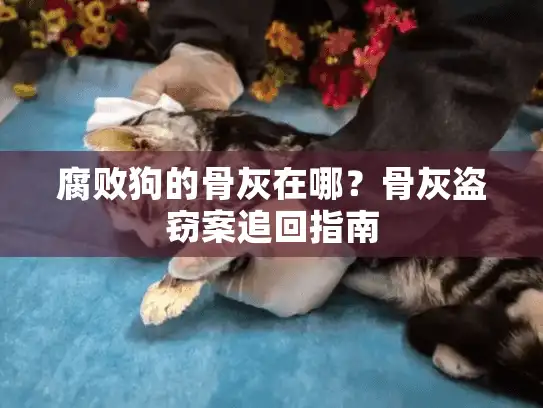 腐败狗的骨灰在哪？骨灰盗窃案追回指南