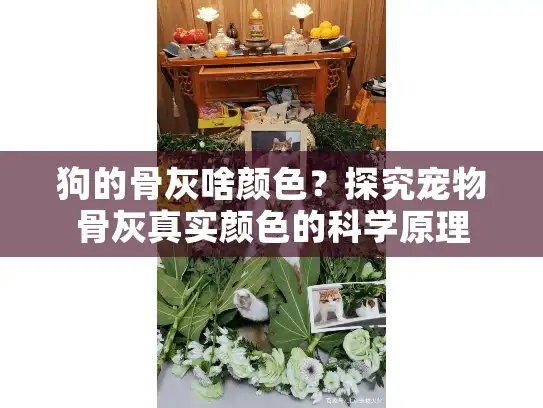 狗的骨灰啥颜色？探究宠物骨灰真实颜色的科学原理