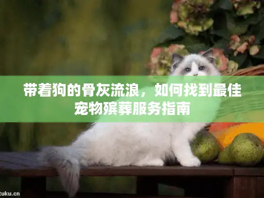 带着狗的骨灰流浪，如何找到最佳宠物殡葬服务指南