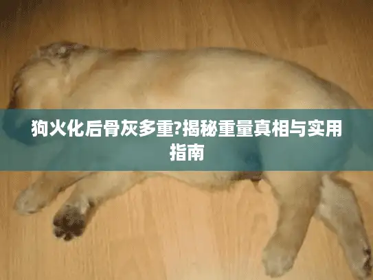 狗火化后骨灰多重?揭秘重量真相与实用指南