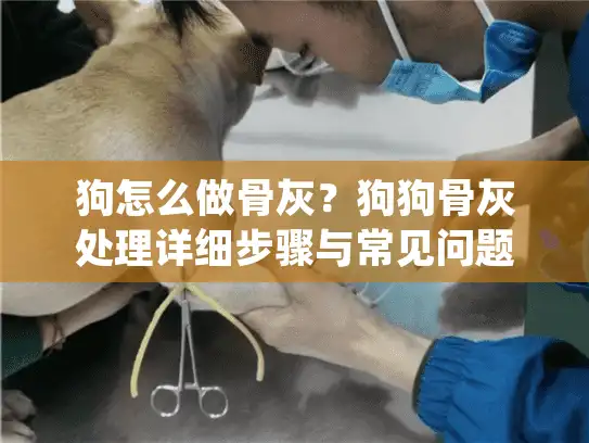 狗怎么做骨灰？狗狗骨灰处理详细步骤与常见问题解答