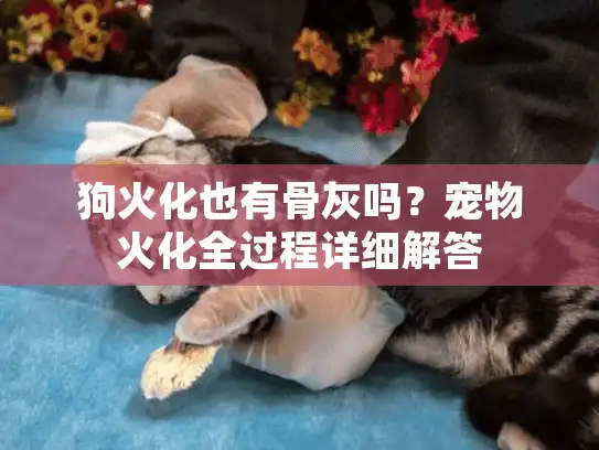 狗火化也有骨灰吗？宠物火化全过程详细解答