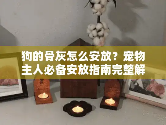 狗的骨灰怎么安放？宠物主人必备安放指南完整解析