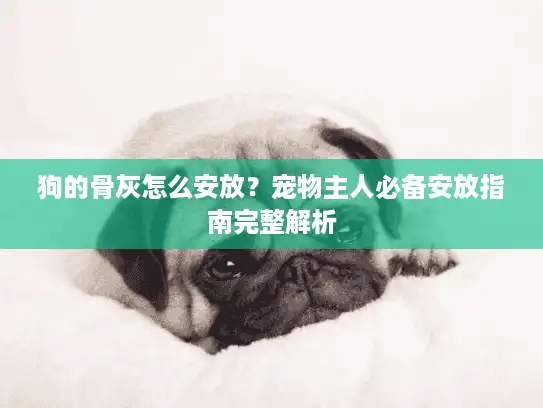 狗的骨灰怎么安放？宠物主人必备安放指南完整解析