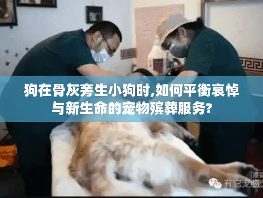 狗在骨灰旁生小狗时,如何平衡哀悼与新生命的宠物殡葬服务?