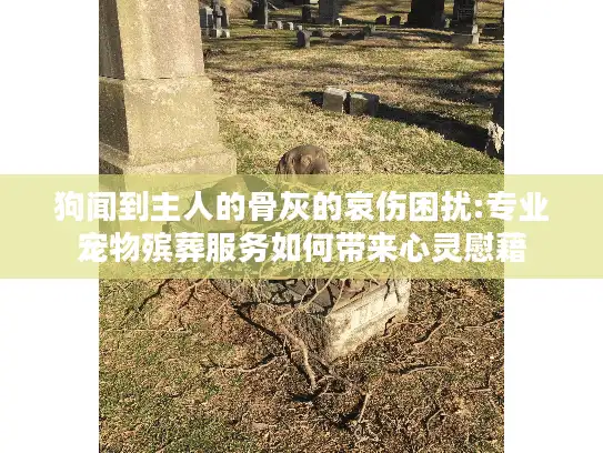 狗闻到主人的骨灰的哀伤困扰:专业宠物殡葬服务如何带来心灵慰藉