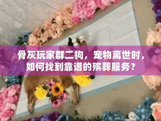 骨灰玩家群二狗，宠物离世时，如何找到靠谱的殡葬服务？
