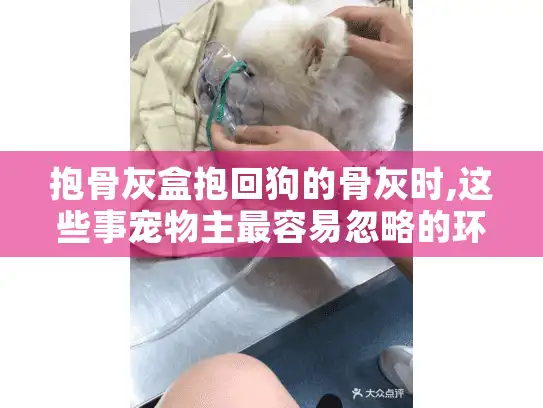 抱骨灰盒抱回狗的骨灰时,这些事宠物主最容易忽略的环节