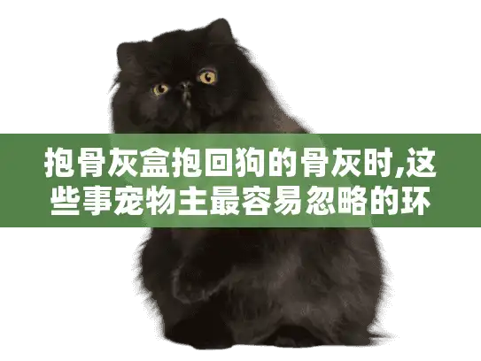 抱骨灰盒抱回狗的骨灰时,这些事宠物主最容易忽略的环节