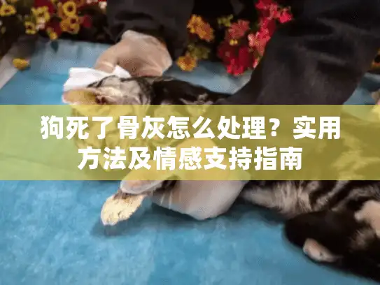 狗死了骨灰怎么处理？实用方法及情感支持指南