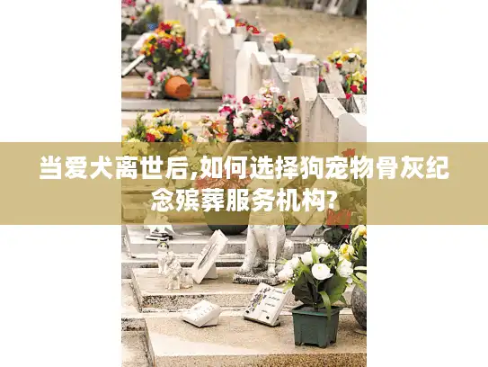 当爱犬离世后,如何选择狗宠物骨灰纪念殡葬服务机构?