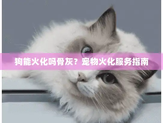 狗能火化吗骨灰？宠物火化服务指南