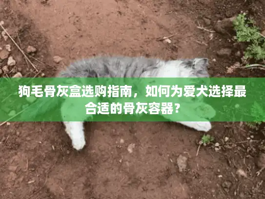 狗毛骨灰盒选购指南，如何为爱犬选择最合适的骨灰容器？