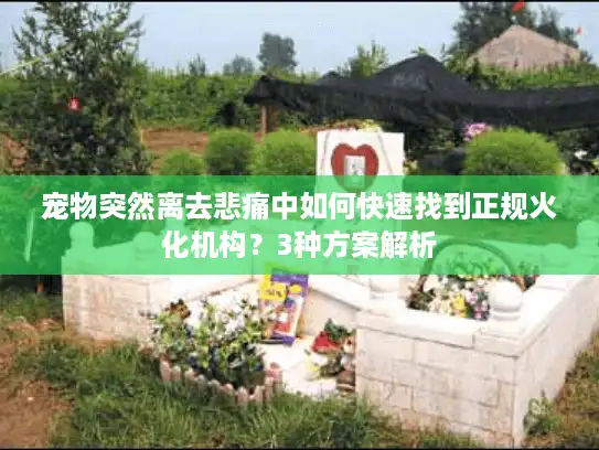 宠物突然离去悲痛中如何快速找到正规火化机构？3种方案解析