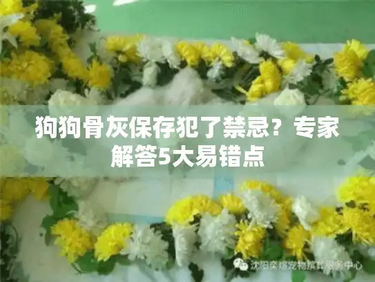 狗狗骨灰保存犯了禁忌？专家解答5大易错点
