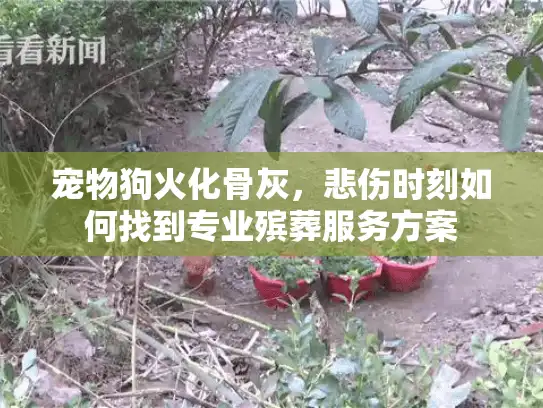 宠物狗火化骨灰，悲伤时刻如何找到专业殡葬服务方案