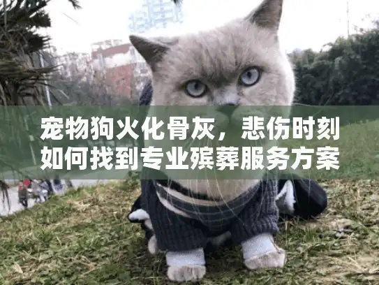 宠物狗火化骨灰，悲伤时刻如何找到专业殡葬服务方案