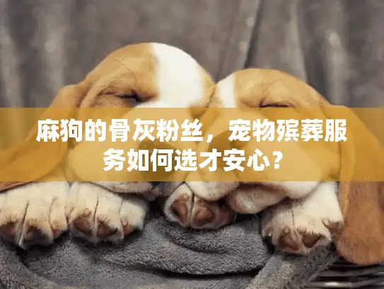麻狗的骨灰粉丝，宠物殡葬服务如何选才安心？