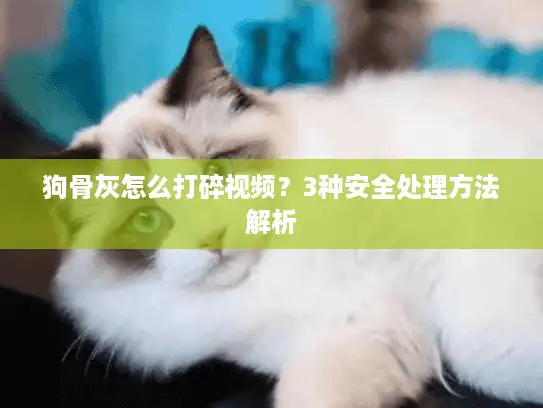 狗骨灰怎么打碎视频？3种安全处理方法解析
