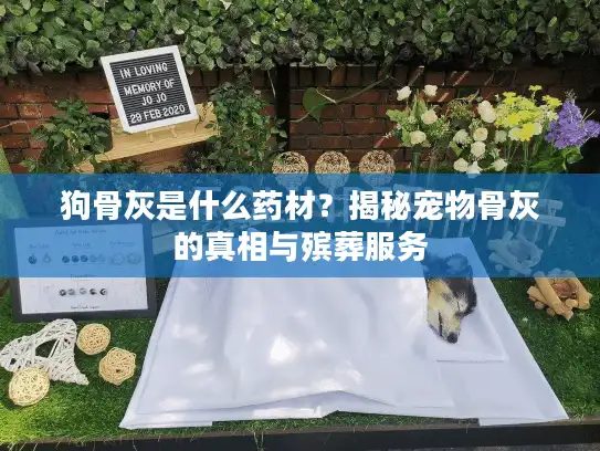 狗骨灰是什么药材？揭秘宠物骨灰的真相与殡葬服务