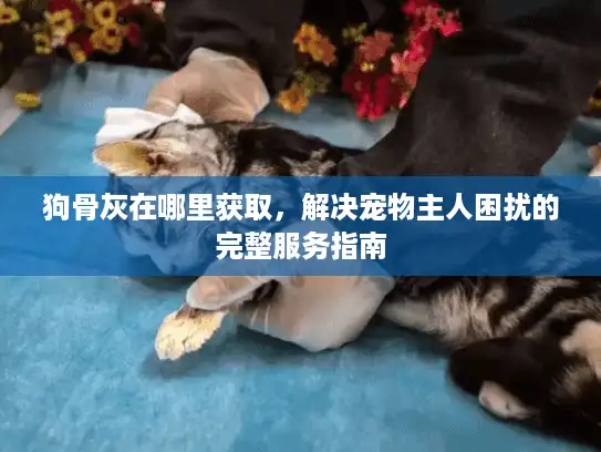 狗骨灰在哪里获取，解决宠物主人困扰的完整服务指南