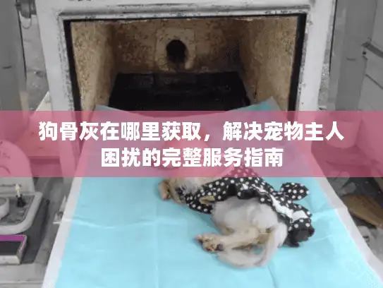 狗骨灰在哪里获取，解决宠物主人困扰的完整服务指南