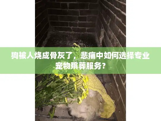 狗被人烧成骨灰了，悲痛中如何选择专业宠物殡葬服务？